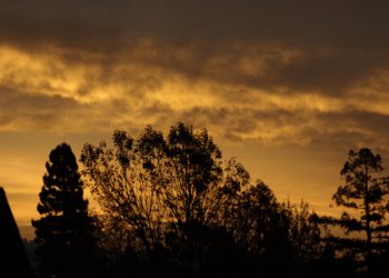sunrise_berkeley_roof_trees