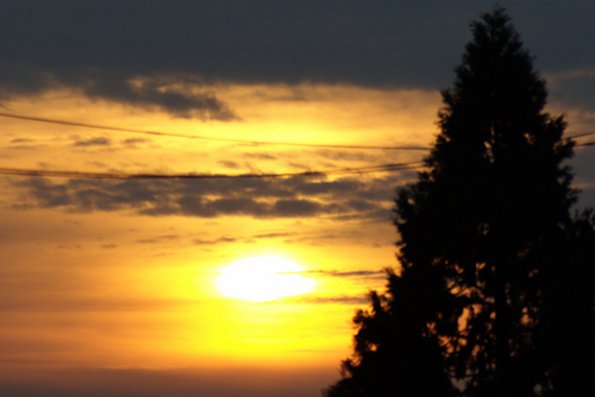 sunset_berkeley_tree_sun