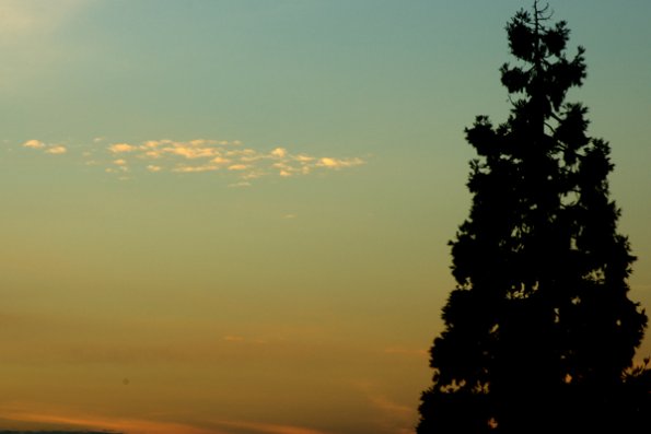 sunset_tree_splat_of_clouds